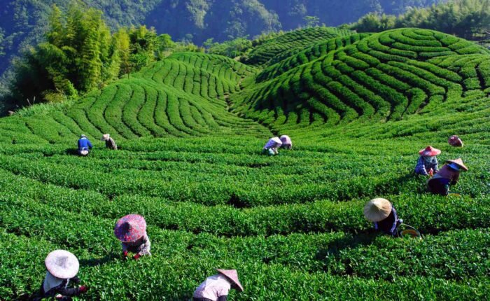 Tea garden