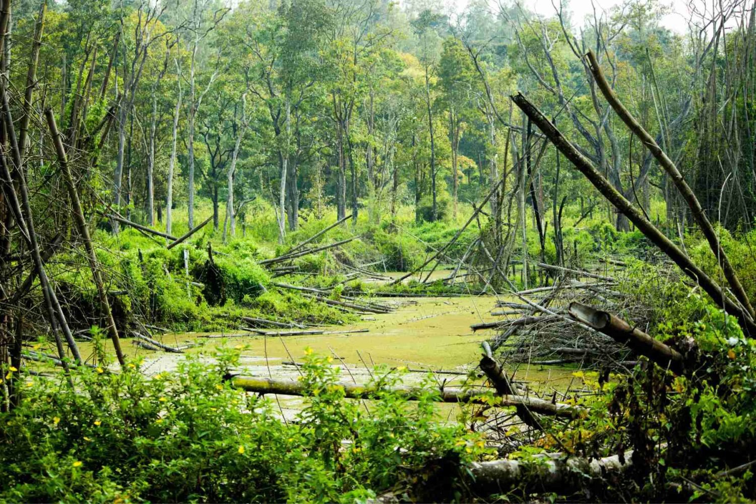 Muthanga Wildlife Sanctuary